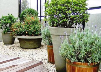 A planta pouco conhecida que resiste ao sol pleno e precisa de pouca água