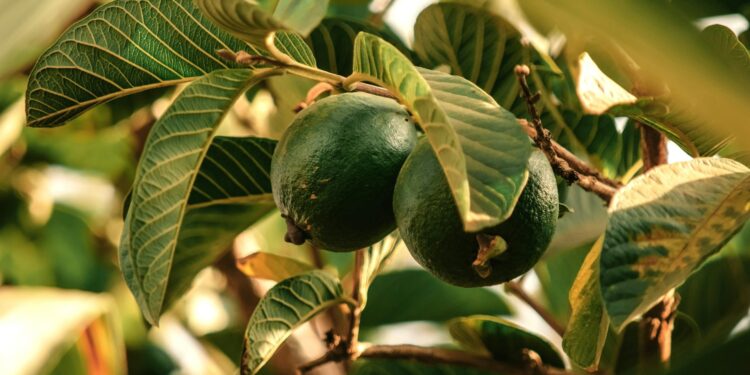 Foto: Utunzaji wa Mazingira/Unsplash