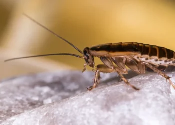 A fruta que espanta baratas em minutos: você provavelmente tem em casa