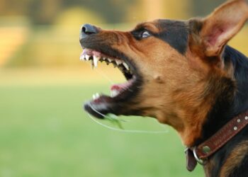 Além de pitbull e rottweiler: a raça de cachorro que não é recomendada para adoção por ser muito agressiva