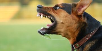 Além de pitbull e rottweiler: a raça de cachorro que não é recomendada para adoção por ser muito agressiva