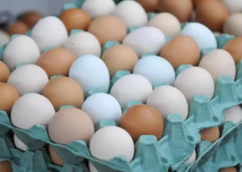 Poucos sabem: como descobrir se os ovos estão estragados sem quebrá-los