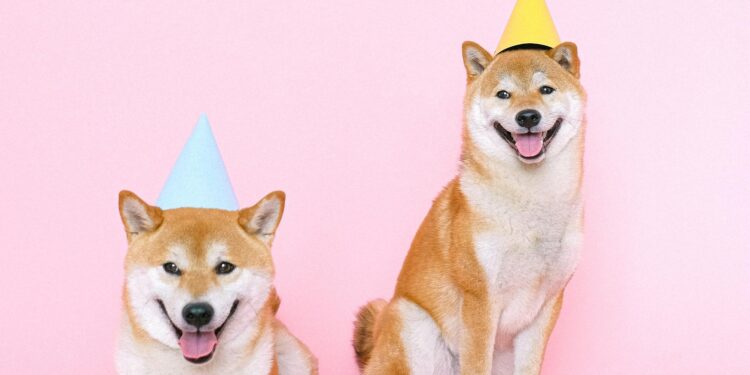 Foto: Anna Shvets/Pexels