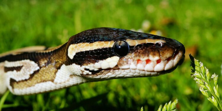 Foto: Pixabay/Pexels