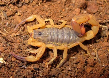 Truque famoso no Brasil para espantar escorpiões na verdade é falso e coloca a casa em risco