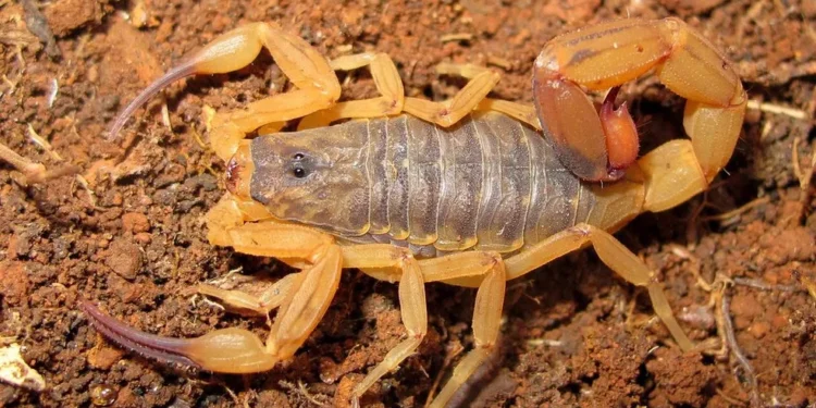 Truque famoso no Brasil para espantar escorpiões na verdade é falso e coloca a casa em risco