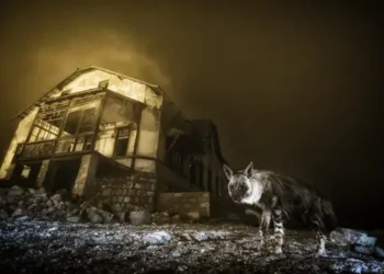 Foto considerada por muitos como a mais bonita de 2025, levou 10 anos para ser tirada