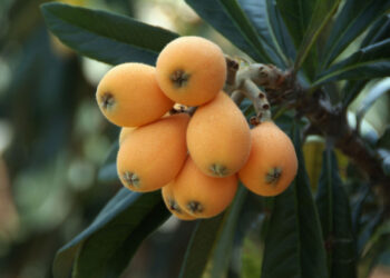 Descobriram um ‘detox natural’ que realmente funciona: vem dessa fruta