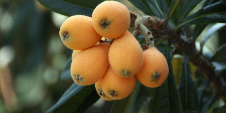 Descobriram um ‘detox natural’ que realmente funciona: vem dessa fruta