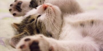 Eles sonham como nós? Cientistas desvendam os mistérios dos sonhos dos animais