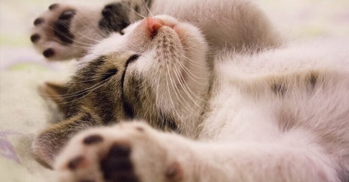 Eles sonham como nós? Cientistas desvendam os mistérios dos sonhos dos animais