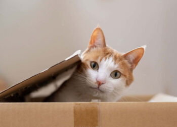 Se seu gato fica sozinho na casa por mais que esse tempo, é hora de ligar o sinal de alerta!