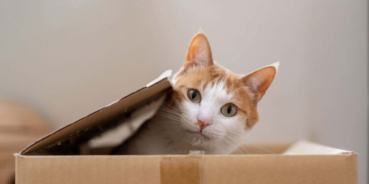 Se seu gato fica sozinho na casa por mais que esse tempo, é hora de ligar o sinal de alerta!