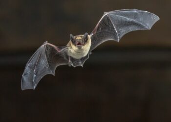Pesquisadores encontraram animal voador que assusta qualquer um: dentes afiados e brilham no escuro