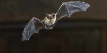 Pesquisadores encontraram animal voador que assusta qualquer um: dentes afiados e brilham no escuro
