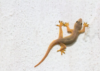 Viu uma lagartixa na sua casa? Aqui está o que fazer