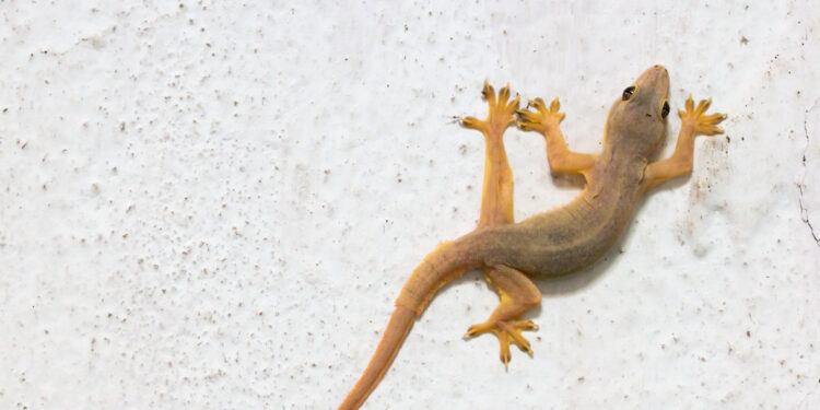 Viu uma lagartixa na sua casa? Aqui está o que fazer