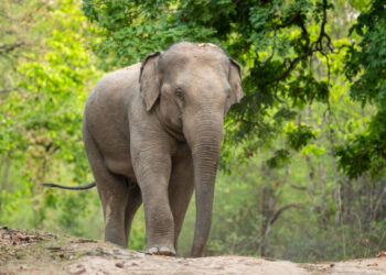 Brasil faz história: vacina revolucionária pode acabar com a possibilidade de extinção dos elefantes