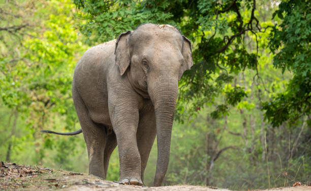 Brasil faz história: vacina revolucionária pode acabar com a possibilidade de extinção dos elefantes