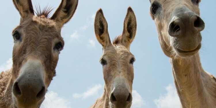 Cientistas brasileiros desenvolvem solução para salvar os jumentos
