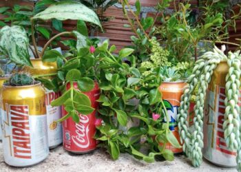 A planta que pode crescer em uma lata e dá frutos durante todo o ano