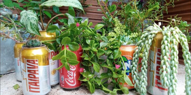 A planta que pode crescer em uma lata e dá frutos durante todo o ano