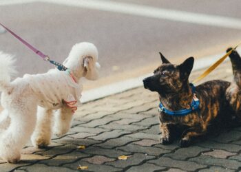 Foto: Bundo Kim/Unsplash