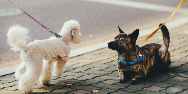 Foto: Bundo Kim/Unsplash