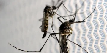 Cientistas descobriram qual a verdadeira forma de atrair e eliminar 100% dos mosquitos