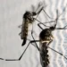 Cientistas descobriram qual a verdadeira forma de atrair e eliminar 100% dos mosquitos