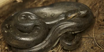 Aparição de "monstro" de 5 metros assustou moradores em cidade do interior
