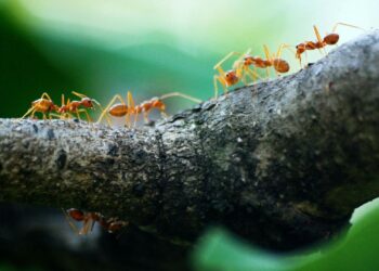 Foto: Poranimm Athithawatthee/Pexels