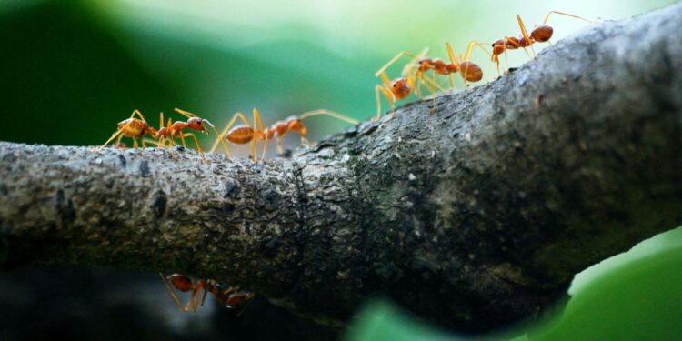 Foto: Poranimm Athithawatthee/Pexels