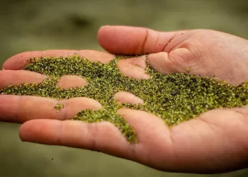 As únicas praias de areia verde do mundo: onde ficam e por que se formam