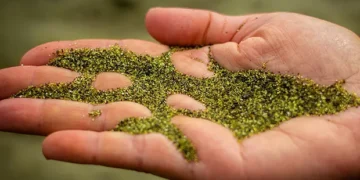 As únicas praias de areia verde do mundo: onde ficam e por que se formam