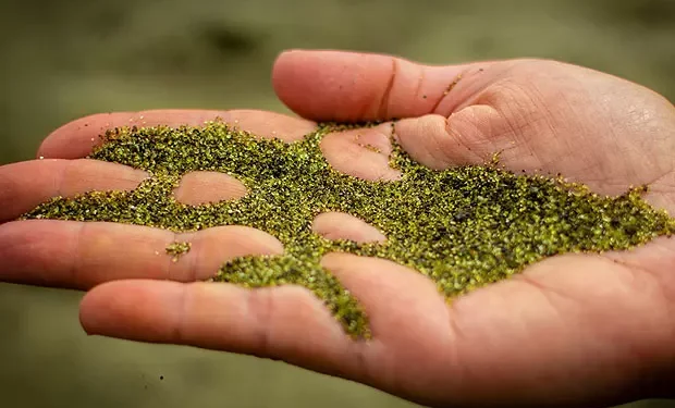 As únicas praias de areia verde do mundo: onde ficam e por que se formam