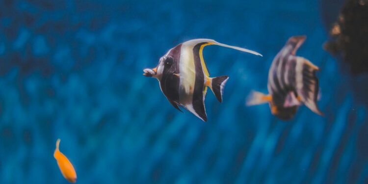 Foto: Artem Mizyuk/Pexels