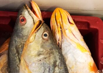 Peixe que pode curar doenças vive no Brasil e custa R$ 2.000 o quilo