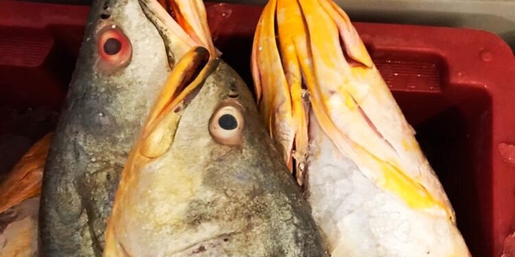 Peixe que pode curar doenças vive no Brasil e custa R$ 2.000 o quilo