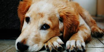 O que significa que seu cachorro suspire do nada?