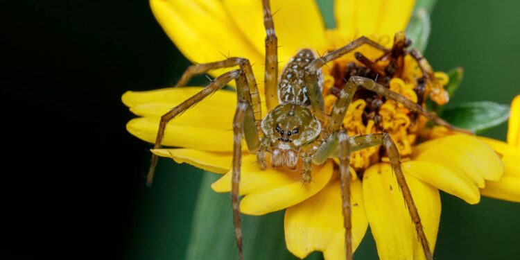 Foto: cassius cardoso/Pexels