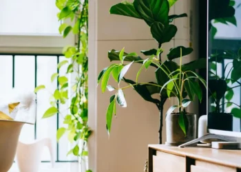 Plantas de interior: os lugares mais perigosos para colocá-las dentro de casa