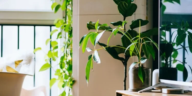 Plantas de interior: os lugares mais perigosos para colocá-las dentro de casa