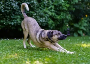 O que significa que seu cachorro se alongue, segundo um especialista em comportamento canino