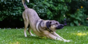 O que significa que seu cachorro se alongue, segundo um especialista em comportamento canino