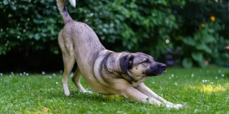 O que significa que seu cachorro se alongue, segundo um especialista em comportamento canino