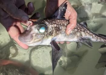 Descoberta acende o alerta na ciência: um peixe com dentes na cabeça reabre o debate sobre a evolução