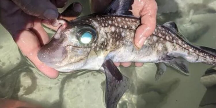 Descoberta acende o alerta na ciência: um peixe com dentes na cabeça reabre o debate sobre a evolução