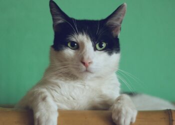 Foto: Manja Vitolic/Unsplash