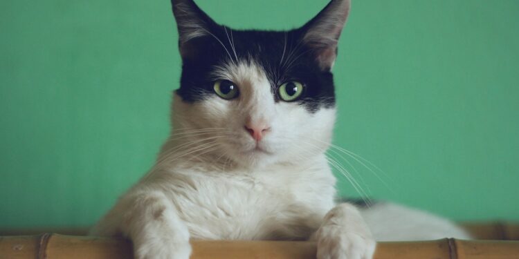 Foto: Manja Vitolic/Unsplash